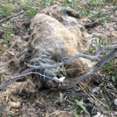 Vombatus ursinus (Common wombat, Bare-nosed Wombat) at Yarralumla, ACT - 2 Aug 2021 by grakymhirth@tpg.com