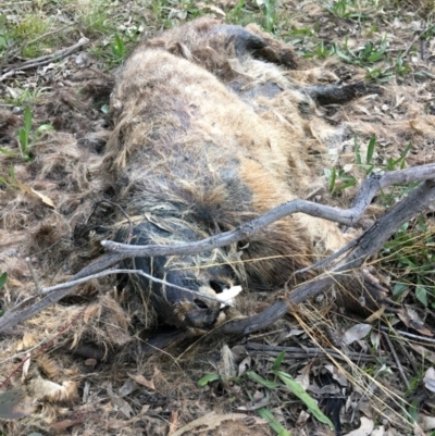 Vombatus ursinus (Common wombat, Bare-nosed Wombat) at Stirling Park - 2 Aug 2021 by grakymhirth@tpg.com