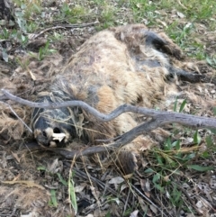 Vombatus ursinus at Yarralumla, ACT - 2 Aug 2021