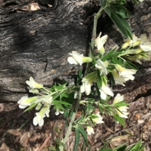 Chamaecytisus palmensis at Yarralumla, ACT - 10 Sep 2021