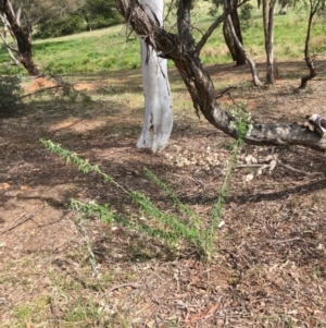 Chamaecytisus palmensis at Yarralumla, ACT - 10 Sep 2021