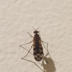 Sylvicola dubius (Wood-gnat) at Turner, ACT - 7 Sep 2021 by LD12