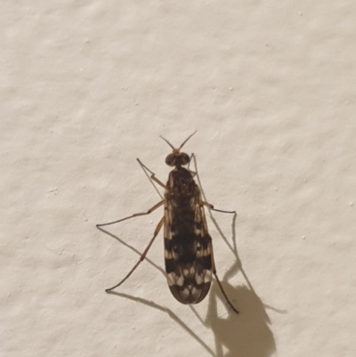 Sylvicola dubius (Wood-gnat) at Turner, ACT - 7 Sep 2021 by LD12