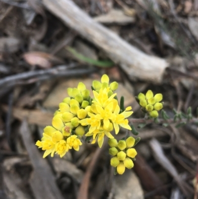 Leionema phylicifolium (Mountain Phebalium) at Lower Boro, NSW - 12 Sep 2021 by mcleana