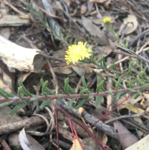 Leionema phylicifolium at Lower Boro, NSW - 12 Sep 2021