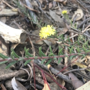 Leionema phylicifolium at Lower Boro, NSW - 12 Sep 2021 09:20 AM