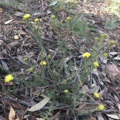 Leionema phylicifolium at Lower Boro, NSW - 12 Sep 2021 09:20 AM