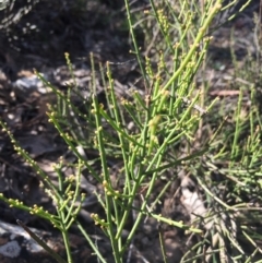 Omphacomeria acerba (Leafless Sour-bush) at Lower Boro, NSW - 12 Sep 2021 by mcleana