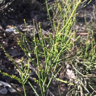 Omphacomeria acerba (Leafless Sour-bush) at Lower Boro, NSW - 12 Sep 2021 by mcleana