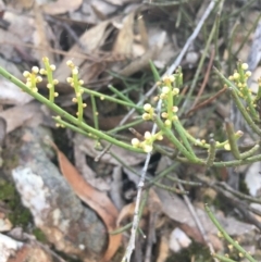 Omphacomeria acerba at Lower Boro, NSW - 12 Sep 2021