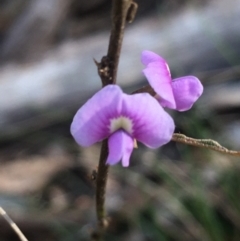 Hovea heterophylla (Common Hovea) at Lower Boro, NSW - 12 Sep 2021 by mcleana