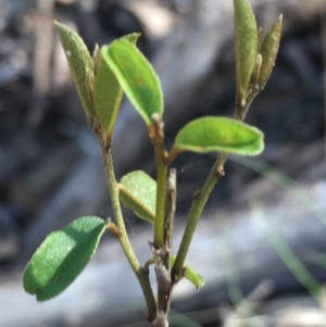 Hovea heterophylla at Lower Boro, NSW - 12 Sep 2021