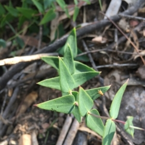 Veronica perfoliata at Lower Boro, NSW - 12 Sep 2021 09:35 AM