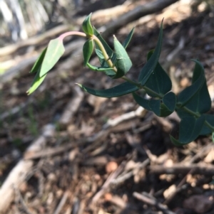 Veronica perfoliata at Lower Boro, NSW - 12 Sep 2021 09:35 AM