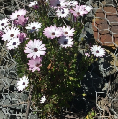 Dimorphotheca ecklonis (African Daisy) at Mount Ainslie to Black Mountain - 11 Sep 2021 by Ned_Johnston