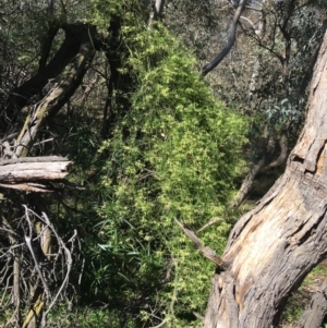 Clematis leptophylla at Campbell, ACT - 11 Sep 2021