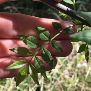 Fraxinus angustifolia at Campbell, ACT - 11 Sep 2021 11:33 AM