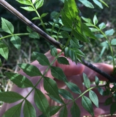 Fraxinus angustifolia at Campbell, ACT - 11 Sep 2021