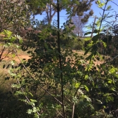 Fraxinus angustifolia at Campbell, ACT - 11 Sep 2021