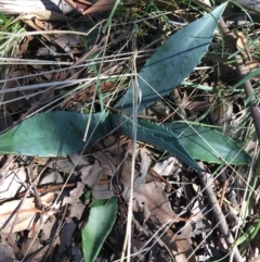 Agave americana (Century Plant) at Mount Pleasant - 11 Sep 2021 by Ned_Johnston