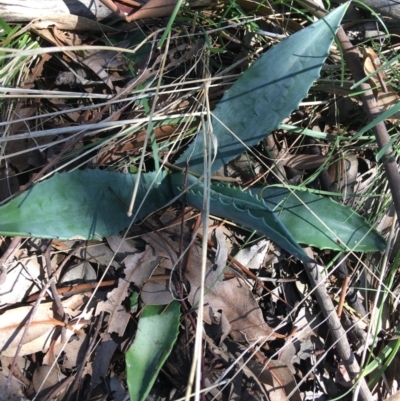 Agave americana (Century Plant) at Mount Ainslie to Black Mountain - 11 Sep 2021 by Ned_Johnston