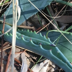 Agave americana at Campbell, ACT - 11 Sep 2021 11:44 AM