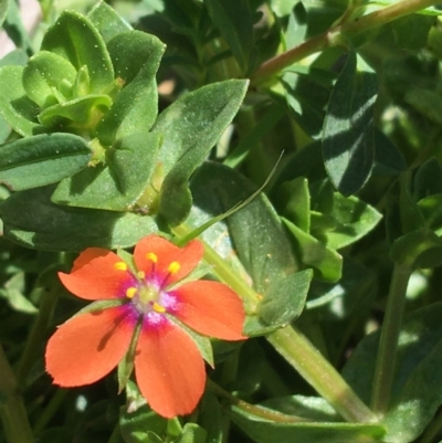 Lysimachia arvensis (Scarlet Pimpernel) at Campbell, ACT - 11 Sep 2021 by NedJohnston
