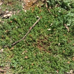 Lysimachia arvensis at Campbell, ACT - 11 Sep 2021