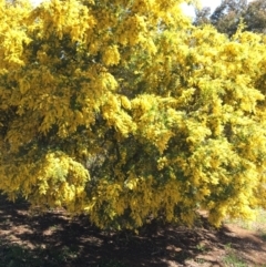 Acacia baileyana x Acacia decurrens (Cootamundra Wattle x Green Wattle (Hybrid)) at Campbell, ACT - 11 Sep 2021 by NedJohnston