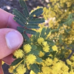 Acacia baileyana x Acacia decurrens at Campbell, ACT - 11 Sep 2021