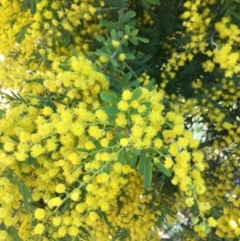 Acacia baileyana x Acacia decurrens at Campbell, ACT - 11 Sep 2021