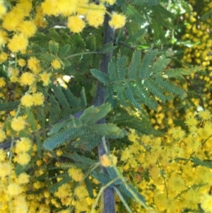 Acacia baileyana x Acacia decurrens at Campbell, ACT - 11 Sep 2021