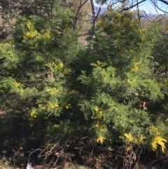 Acacia decurrens (Green Wattle) at Mount Ainslie to Black Mountain - 11 Sep 2021 by Ned_Johnston