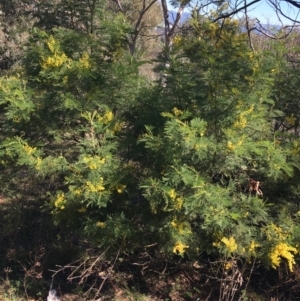 Acacia decurrens at Campbell, ACT - 11 Sep 2021 12:15 PM