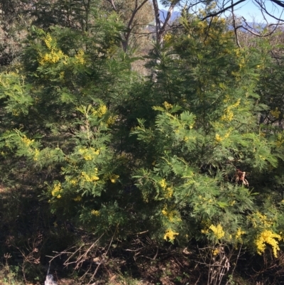 Acacia decurrens (Green Wattle) at Campbell, ACT - 11 Sep 2021 by NedJohnston
