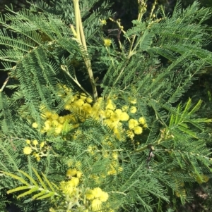 Acacia decurrens at Campbell, ACT - 11 Sep 2021