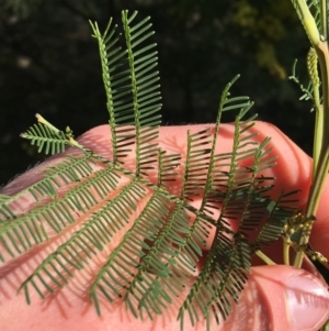 Acacia decurrens at Campbell, ACT - 11 Sep 2021 12:15 PM