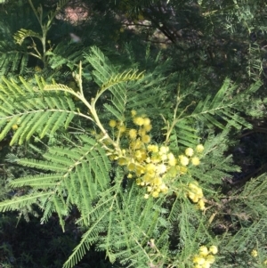 Acacia decurrens at Campbell, ACT - 11 Sep 2021