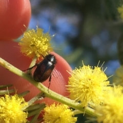 Heteronyx dimidiatus (Dimidiatus scarab beetle) at Mount Ainslie to Black Mountain - 11 Sep 2021 by Ned_Johnston