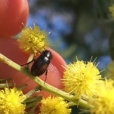Heteronyx dimidiatus (Dimidiatus scarab beetle) at Campbell, ACT - 11 Sep 2021 by Ned_Johnston