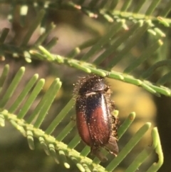 Heteronyx dimidiatus at Campbell, ACT - 11 Sep 2021 12:17 PM