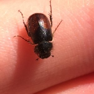 Heteronyx dimidiatus at Campbell, ACT - 11 Sep 2021 12:17 PM