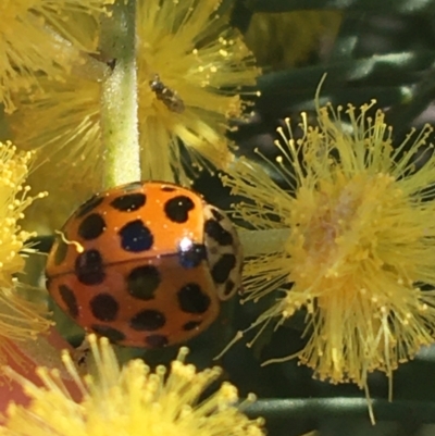 Harmonia conformis (Common Spotted Ladybird) at Mount Ainslie to Black Mountain - 11 Sep 2021 by Ned_Johnston