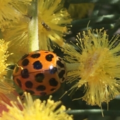 Harmonia conformis (Common Spotted Ladybird) at Campbell, ACT - 11 Sep 2021 by Ned_Johnston