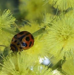 Peltoschema oceanica (Oceanica leaf beetle) at Mount Ainslie to Black Mountain - 11 Sep 2021 by Ned_Johnston