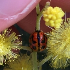 Peltoschema oceanica at Campbell, ACT - 11 Sep 2021 12:18 PM