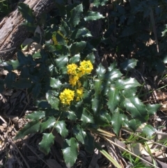Berberis aquifolium (Oregon Grape) at Campbell, ACT - 11 Sep 2021 by NedJohnston