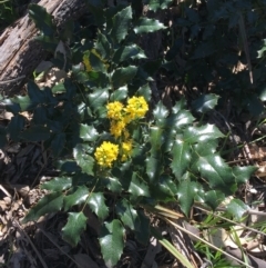 Berberis aquifolium (Oregon Grape) at Mount Ainslie to Black Mountain - 11 Sep 2021 by Ned_Johnston