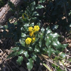 Berberis aquifolium at Campbell, ACT - 11 Sep 2021