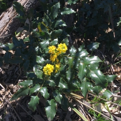 Berberis aquifolium (Oregon Grape) at Mount Ainslie to Black Mountain - 11 Sep 2021 by Ned_Johnston